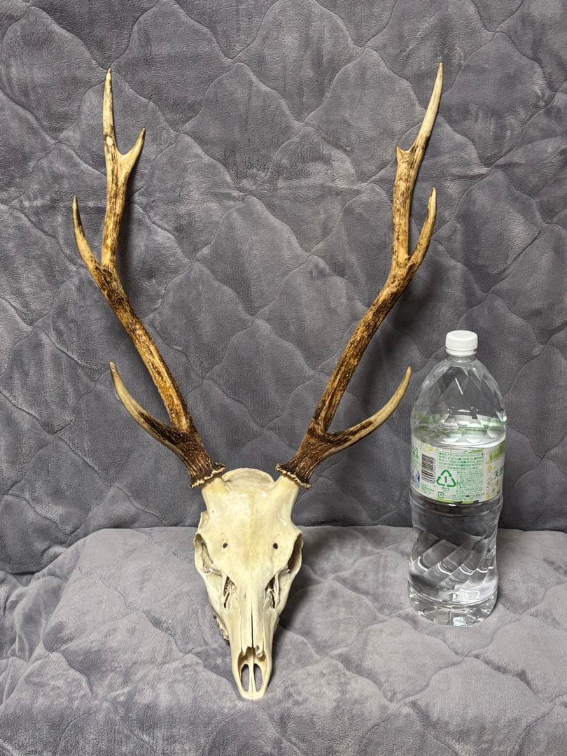ニホンシカの頭骨　角　ハンティングトロフィー