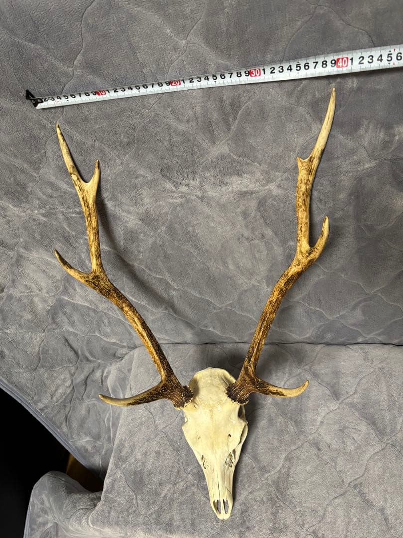 ニホンシカの頭骨　角　ハンティングトロフィー