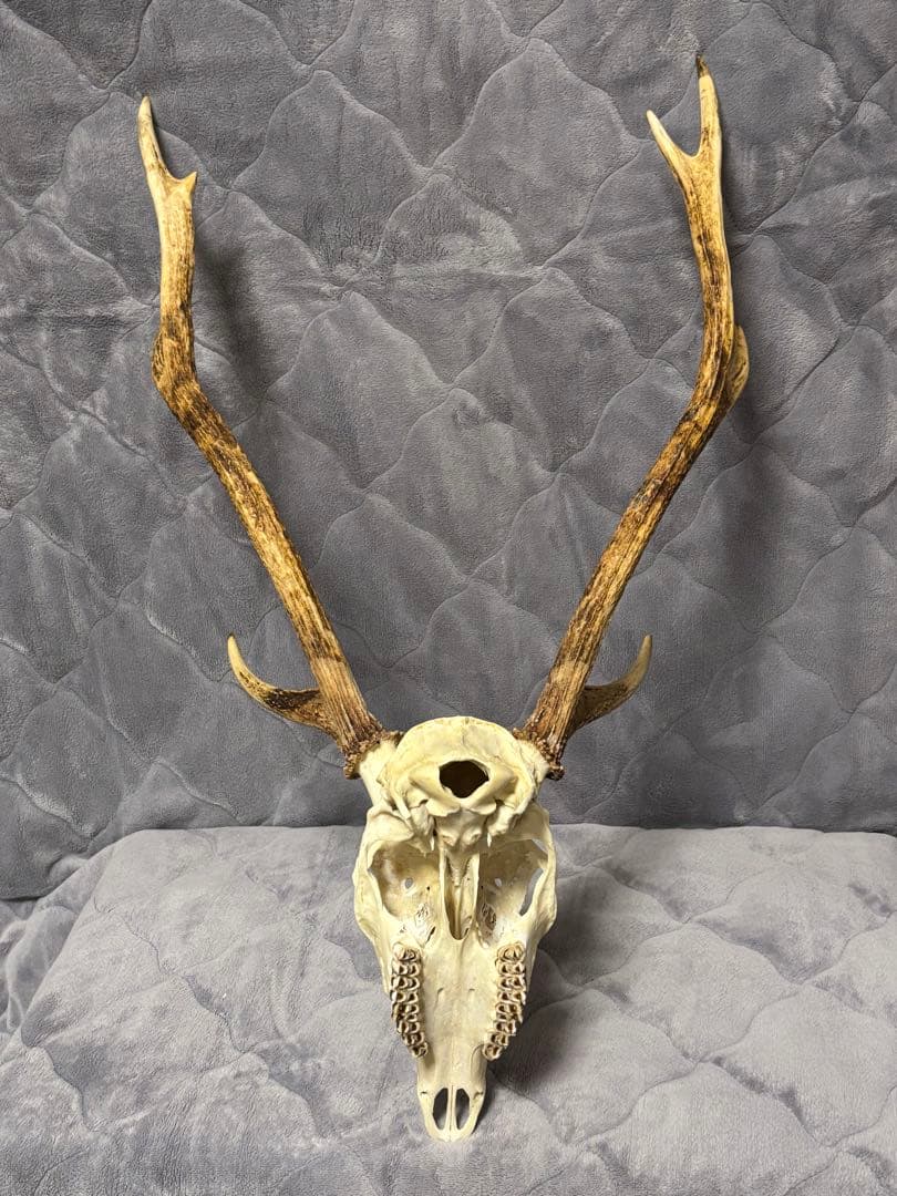 ニホンシカの頭骨　角　ハンティングトロフィー