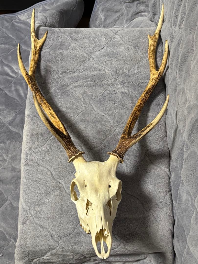 ニホンシカの頭骨　角　ハンティングトロフィー