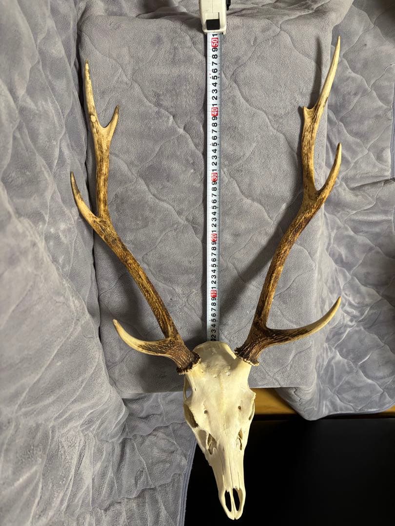 ニホンシカの頭骨　角　ハンティングトロフィー