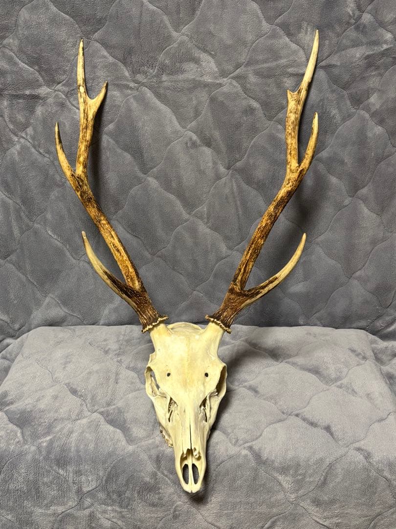 ニホンシカの頭骨　角　ハンティングトロフィー
