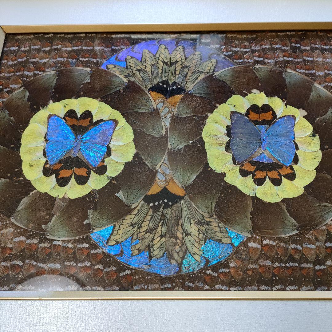 モルフォ蝶 蝶画 羽根細工 蝶絵画額 - メルカリ