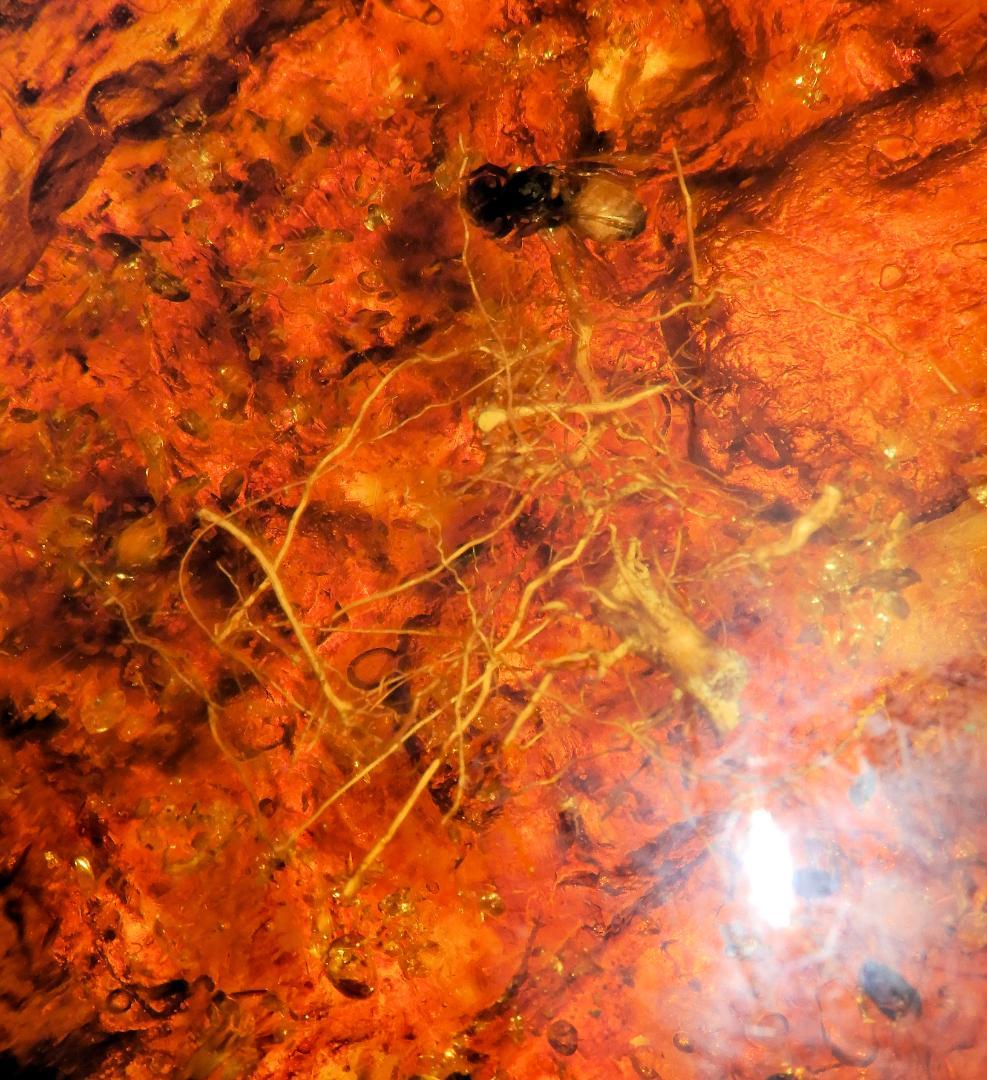 【化石】虫(蜂)入り琥珀 （台座付き）