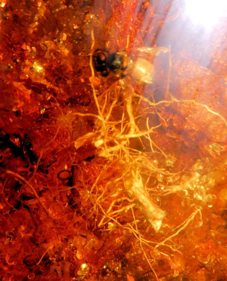 【化石】虫(蜂)入り琥珀 （台座付き）