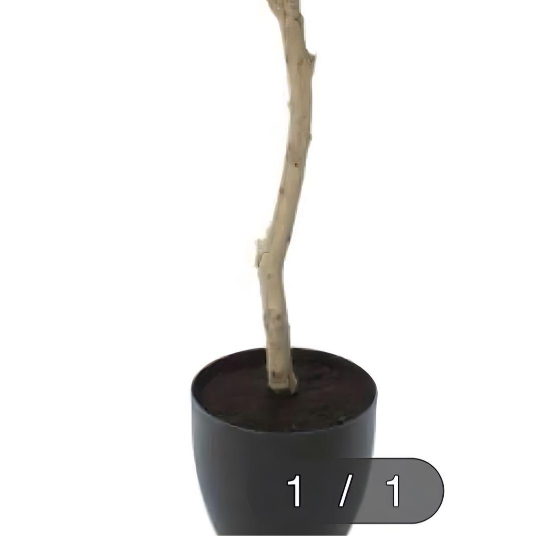 光触媒　人工観葉植物　ウォールグリーン　フェイクグリーン　ショウナンゴム180