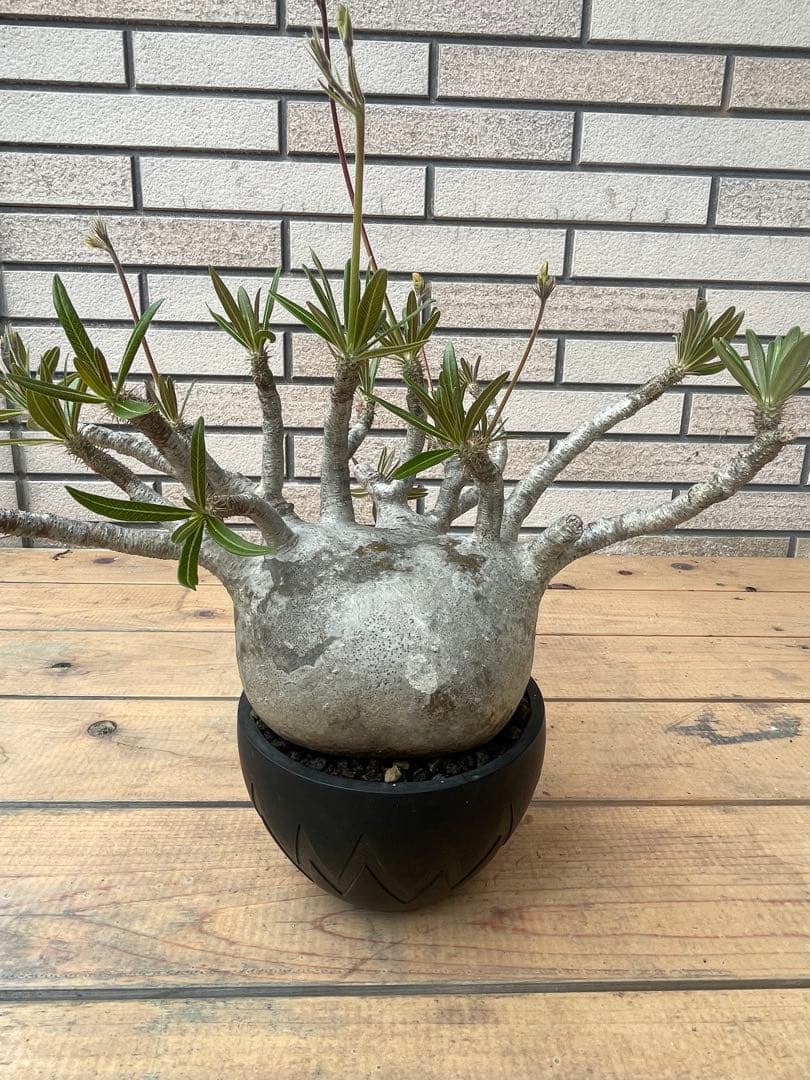 グラキリスSRLネイバーフッド鉢セット