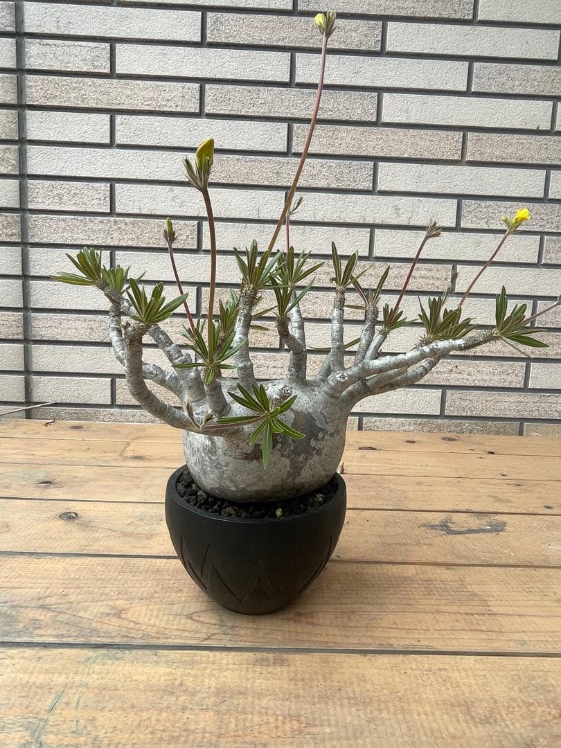 グラキリスSRLネイバーフッド鉢セット