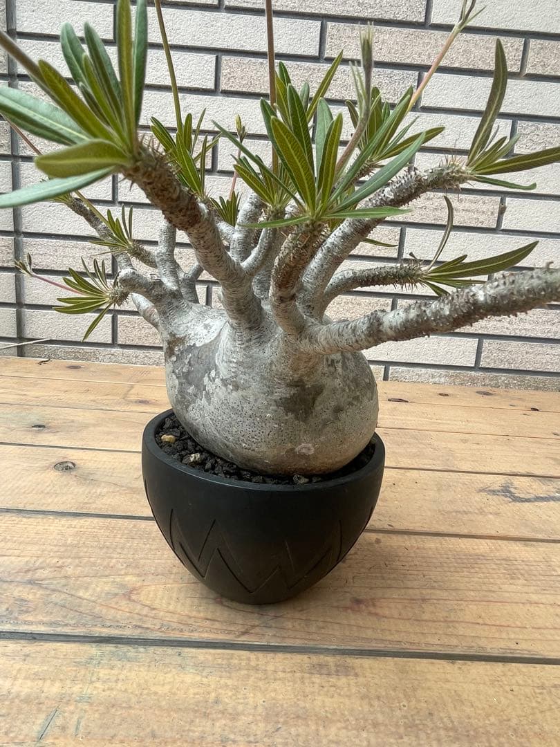 グラキリスSRLネイバーフッド鉢セット