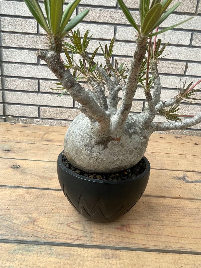 グラキリスSRLネイバーフッド鉢セット