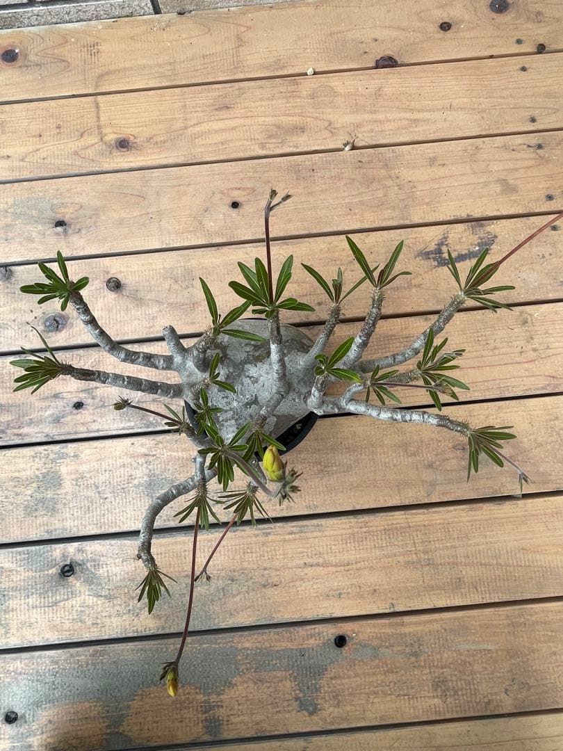 グラキリスSRLネイバーフッド鉢セット