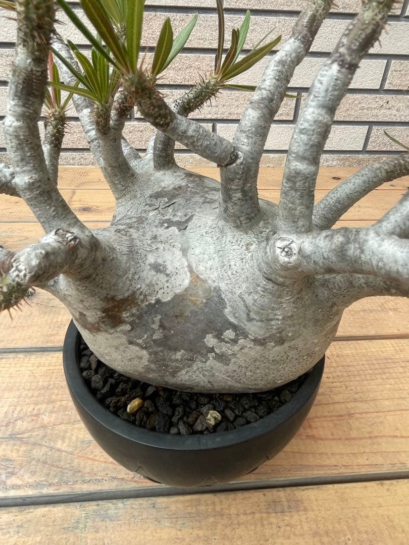 グラキリスSRLネイバーフッド鉢セット