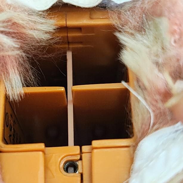 ファービー2　クランベリークッキー　青目　英語版 furby2 #14