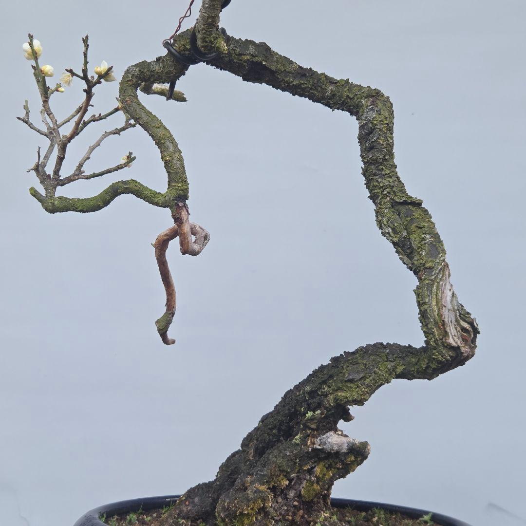 青軸野梅(一重緑萼.白花) [文人風木] 大品盆栽 梅