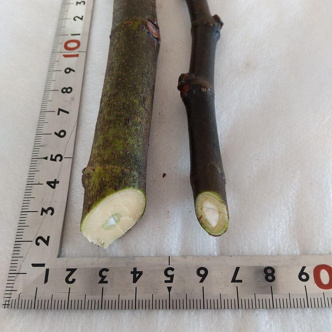 ④◇イチジク穂木2本◇ウォーターメロンラッシュ④【親木の写真あり