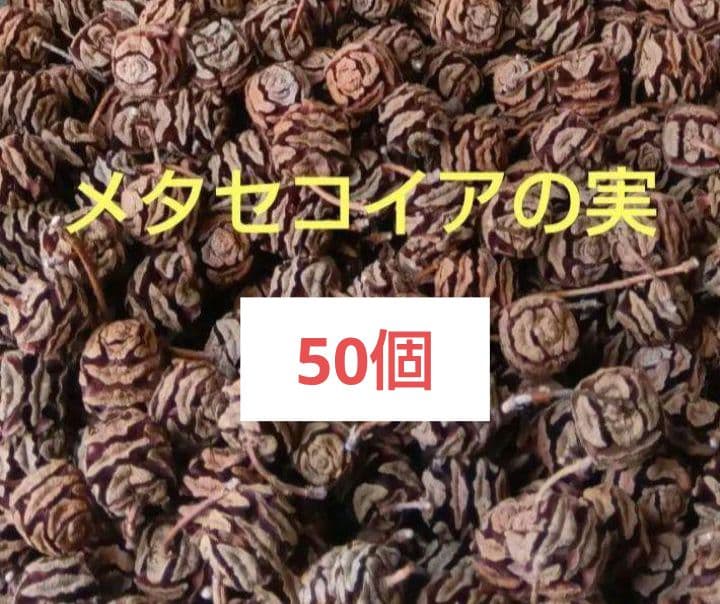 メタセコイアの実　 50個