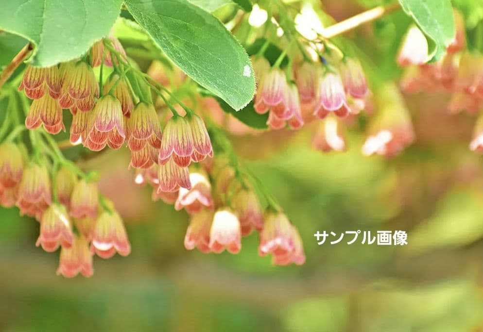 サラサドウダンツツジ 山彩り －ドウダンツツジ、アオダモ、アオハダ