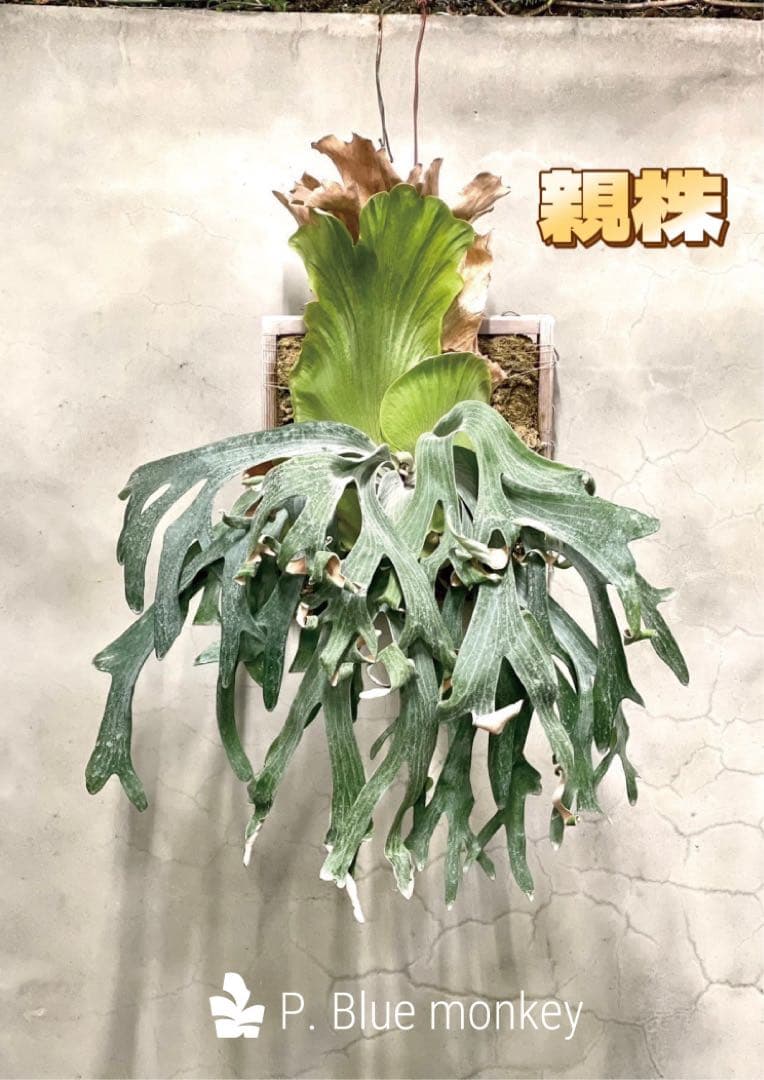 ビカクシダ P.Emma, P.Blue monkey mix spore