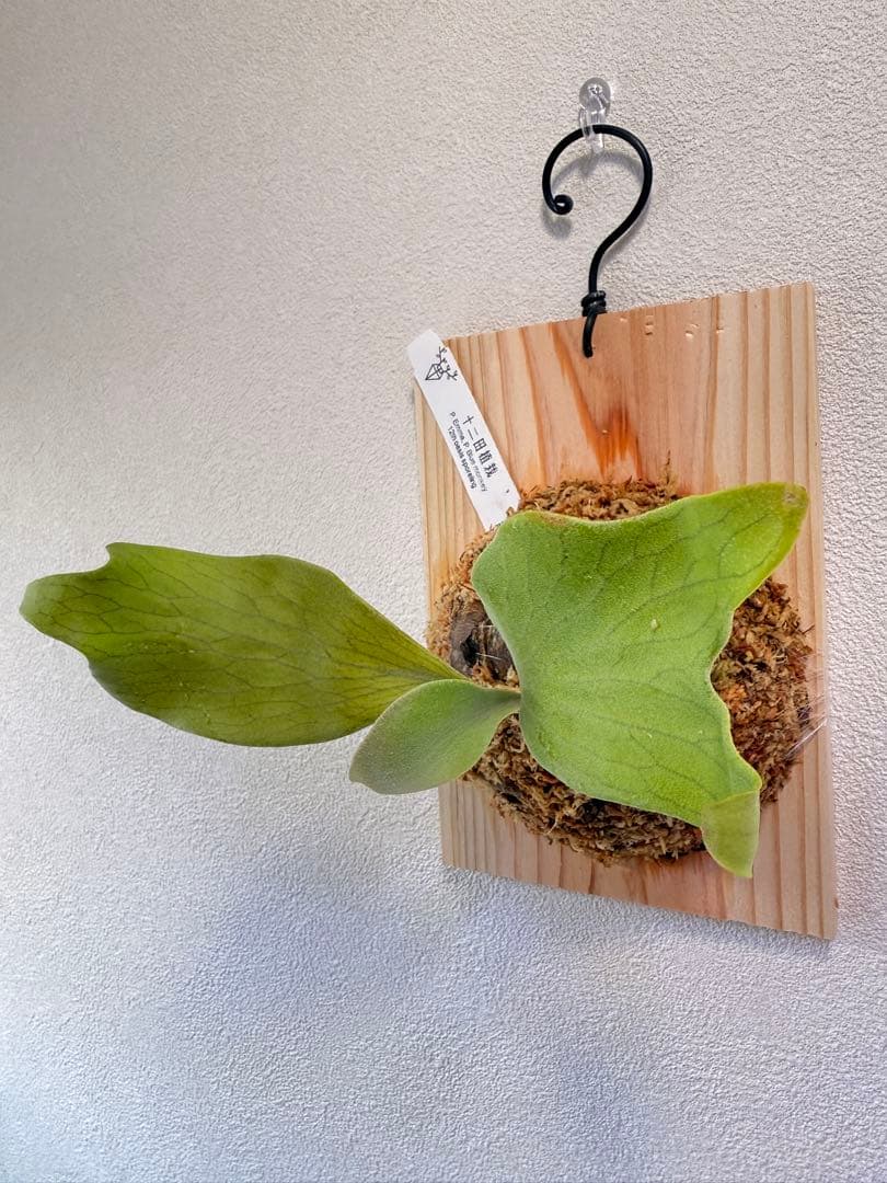 ビカクシダ P.Emma, P.Blue monkey mix spore