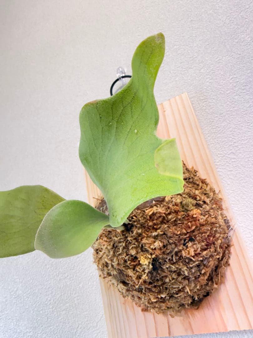 ビカクシダ P.Emma, P.Blue monkey mix spore