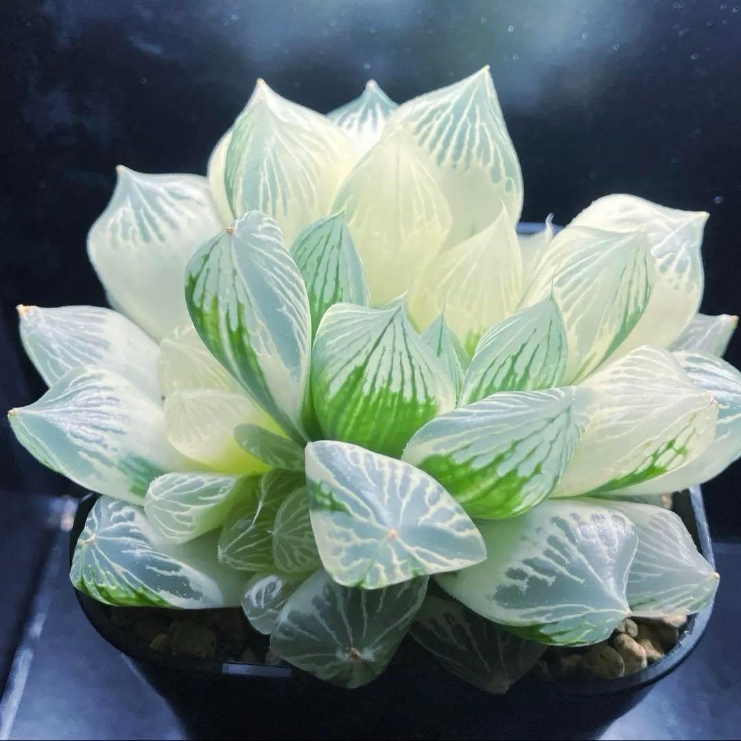 ハオルチア　白蛇伝　親株　子株付き