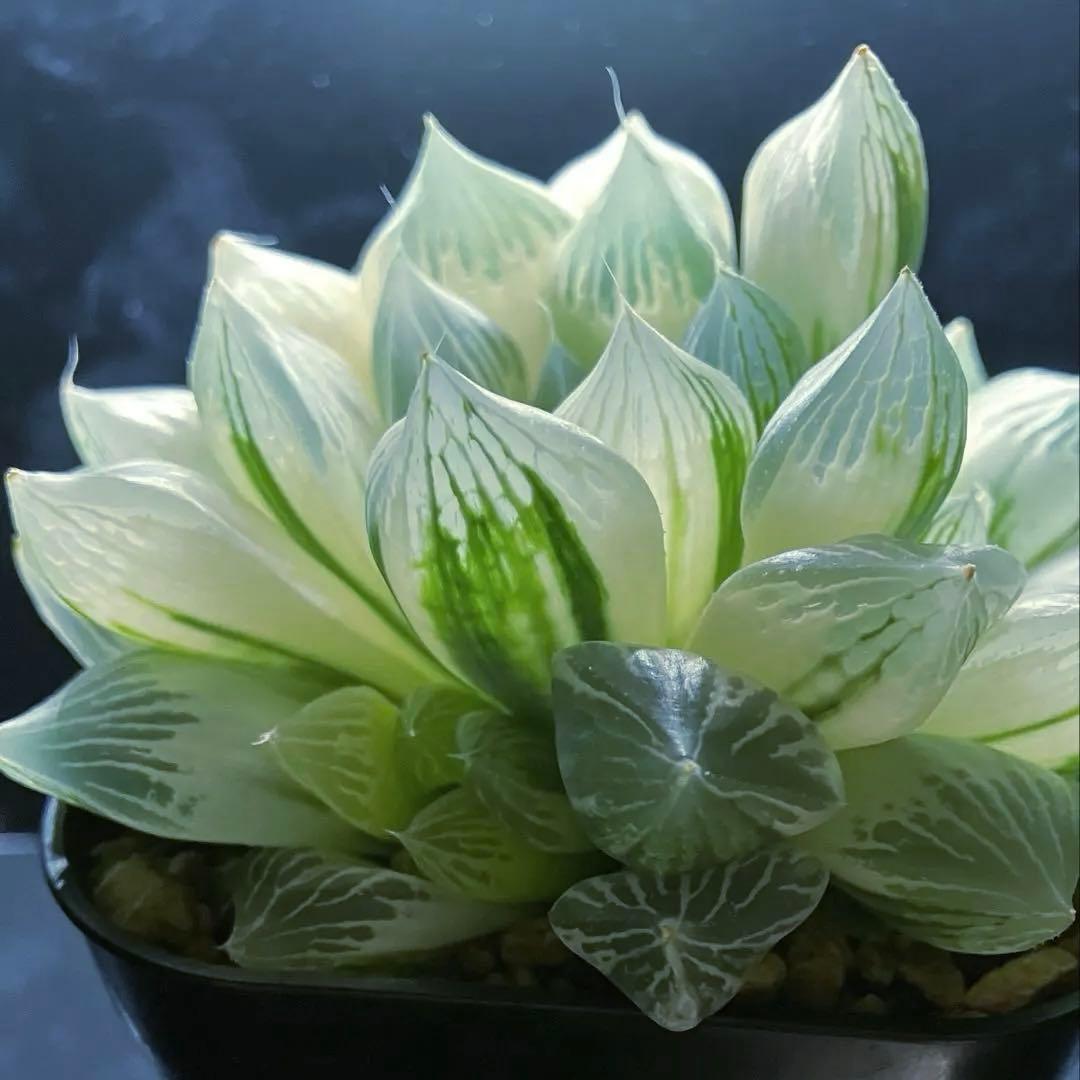 ハオルチア　白蛇伝　親株　子株付き