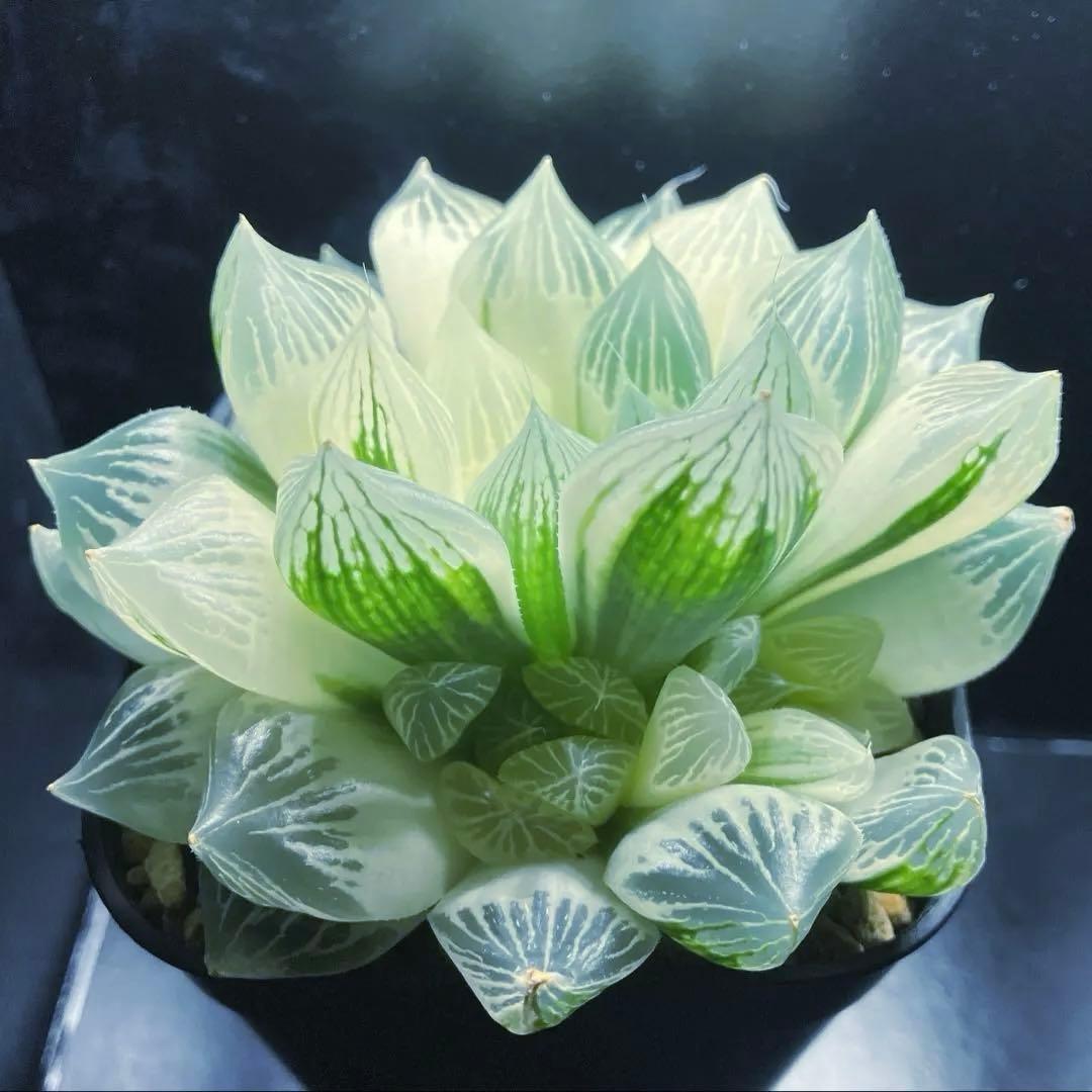 ハオルチア　白蛇伝　親株　子株付き