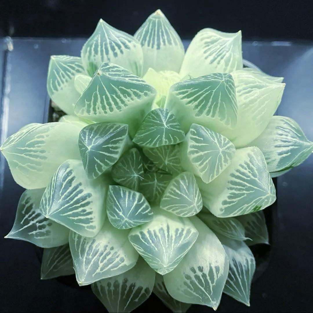 ハオルチア　白蛇伝　親株　子株付き