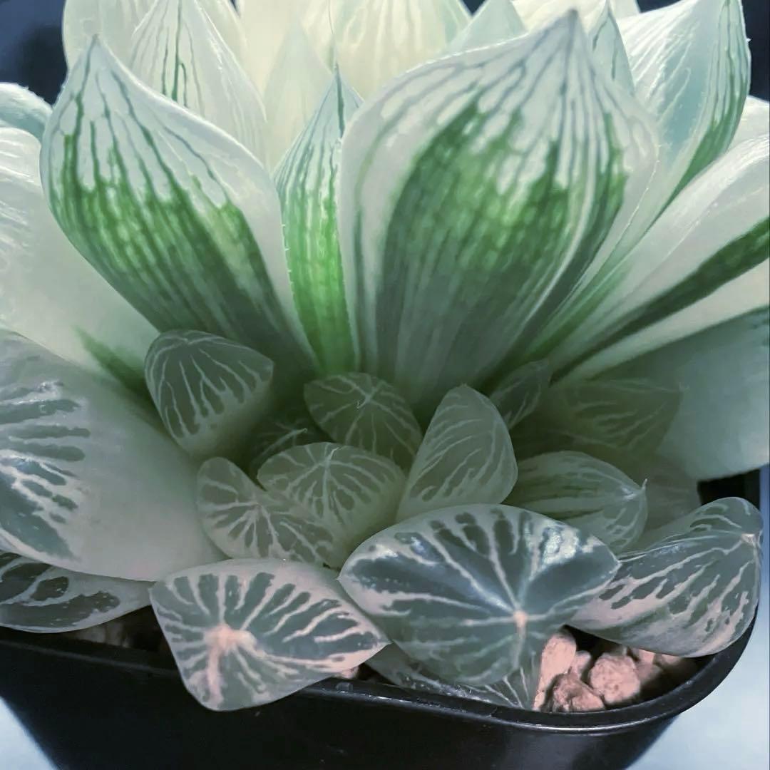 ハオルチア　白蛇伝　親株　子株付き