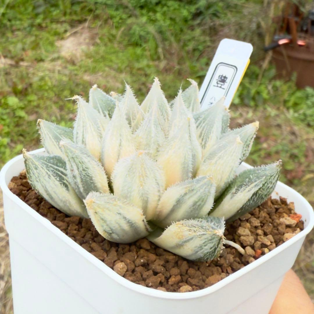 多肉植物 ハオルチア 白雪絵巻錦糊斑 - メルカリ