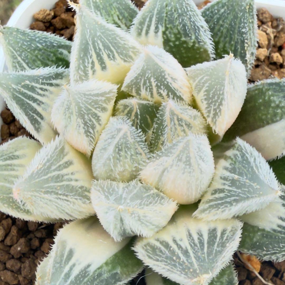 多肉植物 ハオルチア 白雪絵巻錦糊斑 - メルカリ