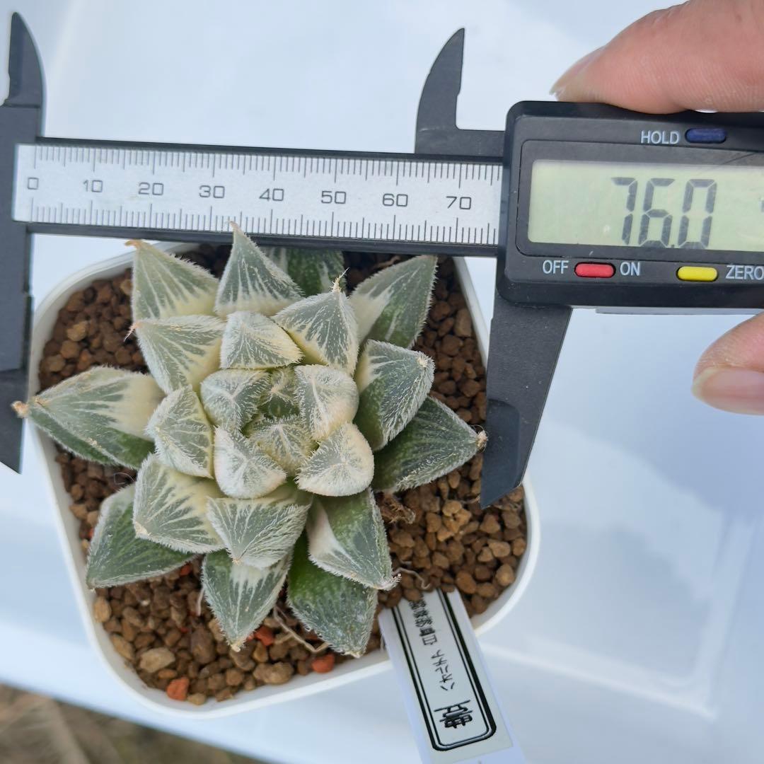 多肉植物 ハオルチア 白雪絵巻錦糊斑 - メルカリ