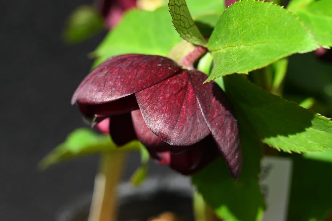 クリスマスローズ 認定グロッシーカラー ddダークパープル加藤農園