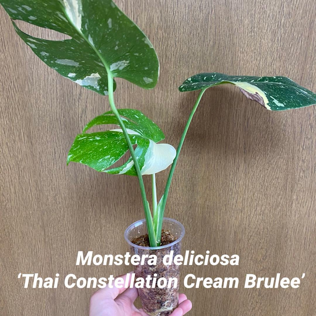 美株】 モンステラ タイコンステレーション クリームブリュレ 観葉植物
