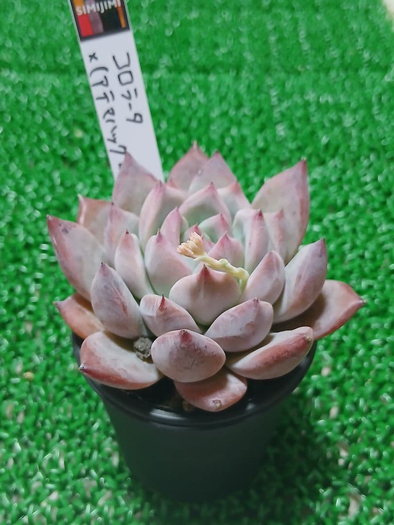 SIMIJIMIさん苗】コロラータ×(アテマハック×ホリコロ)【札付き】美苗