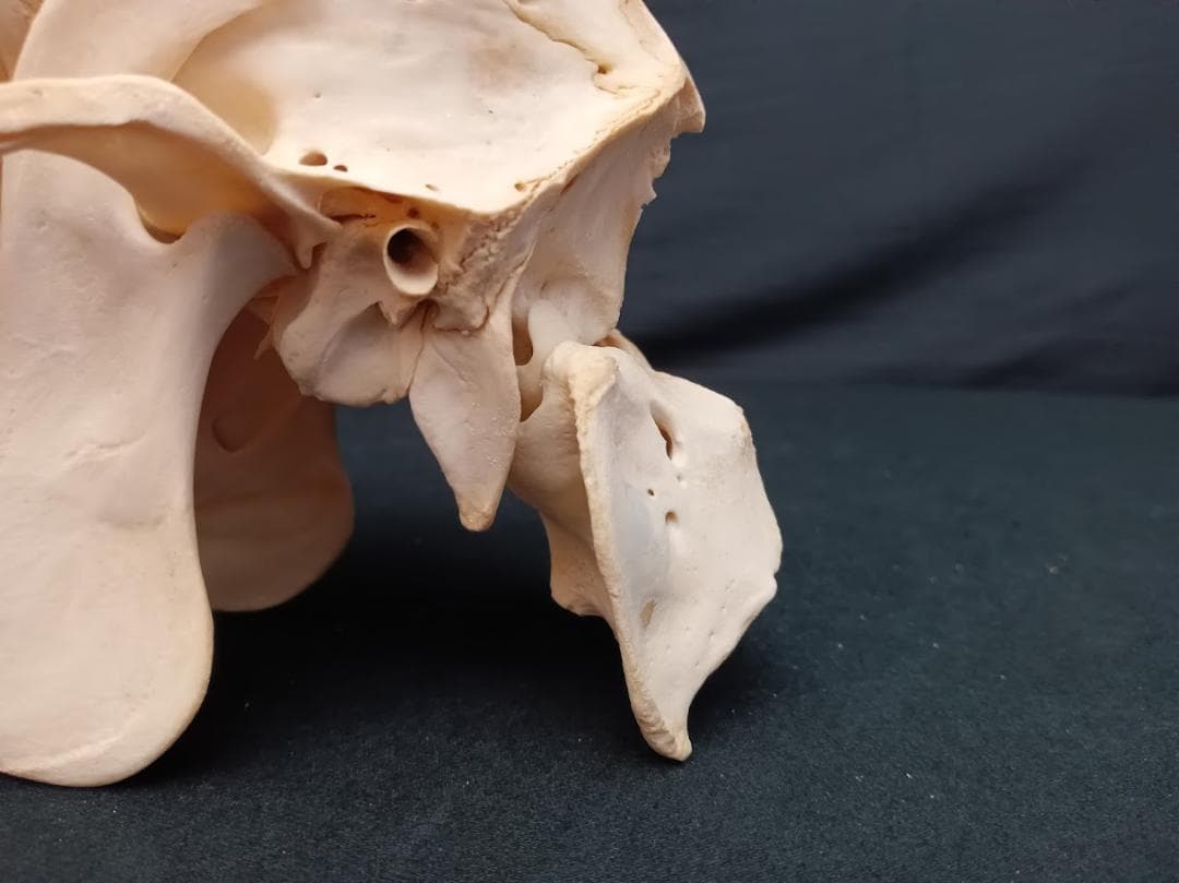 ニホンジカ メス39Kg 頭骨標本（舌骨・第一頸椎付き） 番号