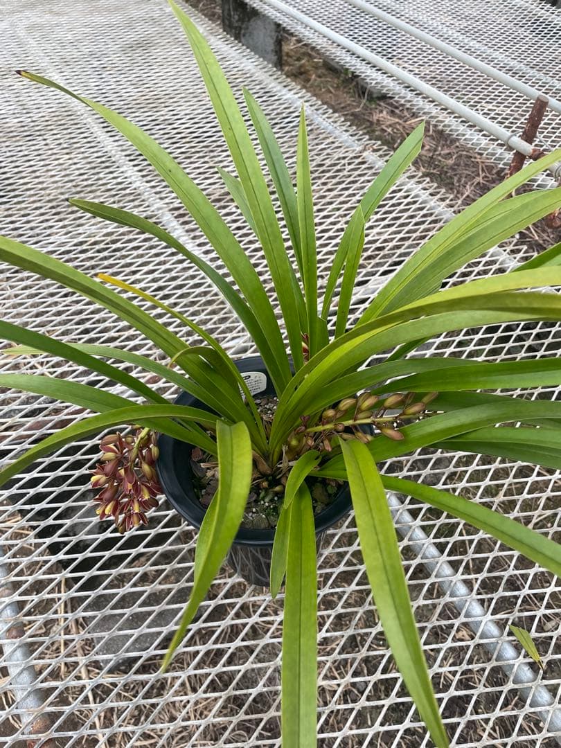 R8年キンリョウヘン花芽3本#2 - メルカリ