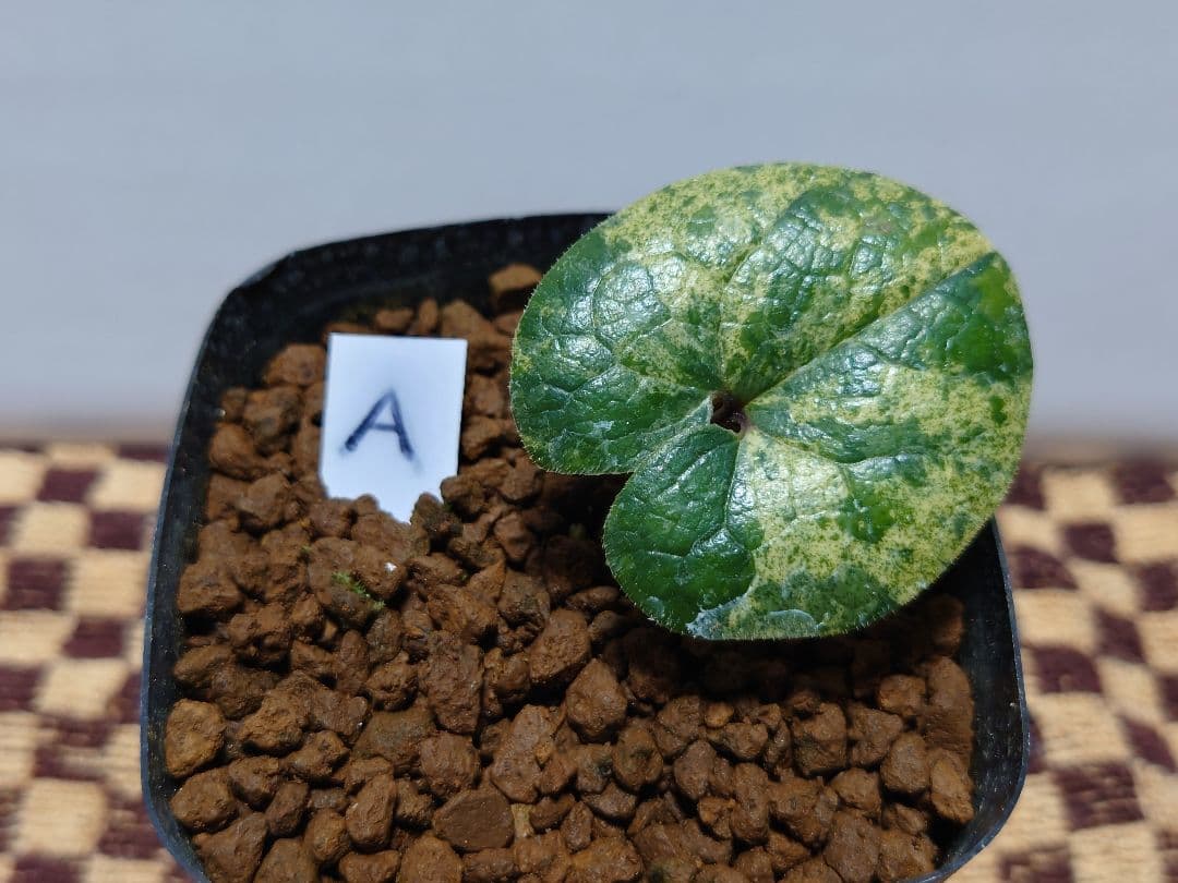 斑入り カンアオイ タマノカンアオイ 玉錦(たまにしき) - メルカリ