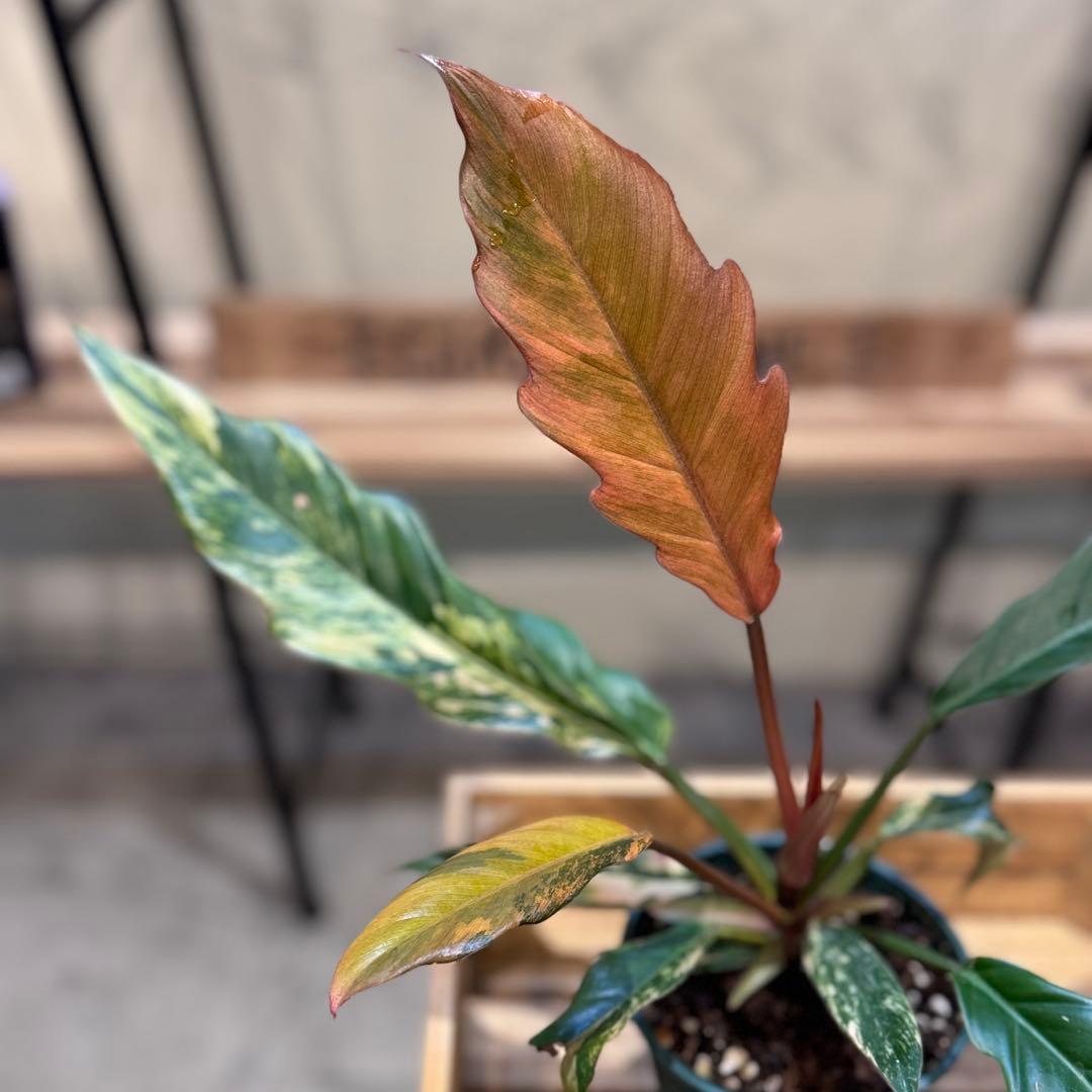 く*ま様 5 フィロデンドロン　キャラメルマーブル　斑入り観葉植物