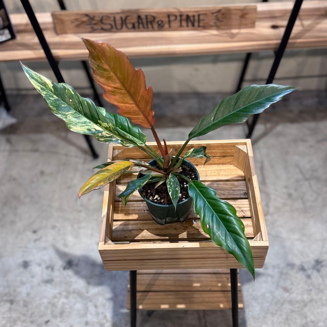 く*ま様 5 フィロデンドロン　キャラメルマーブル　斑入り観葉植物