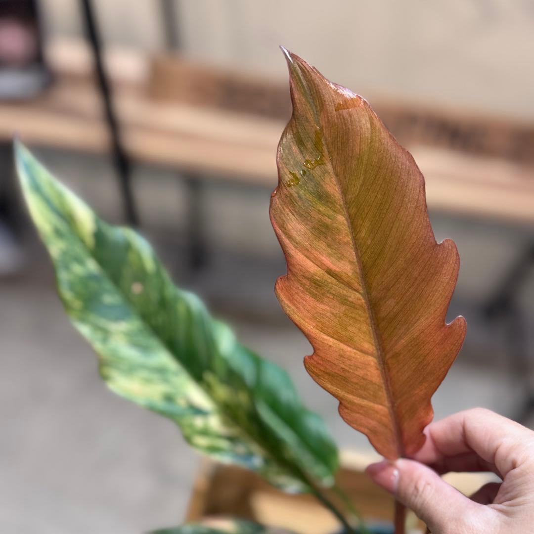 く*ま様 5 フィロデンドロン　キャラメルマーブル　斑入り観葉植物