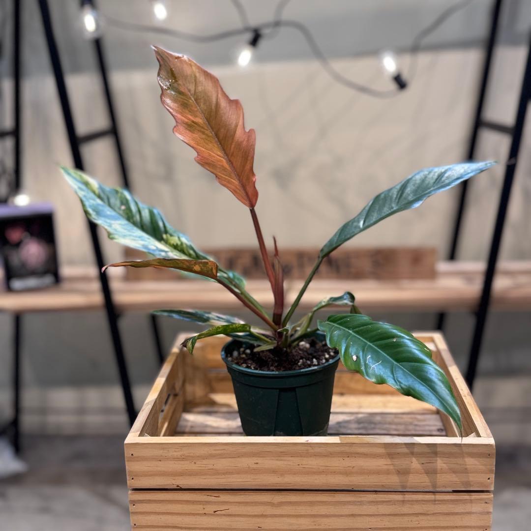 く*ま様 5 フィロデンドロン　キャラメルマーブル　斑入り観葉植物