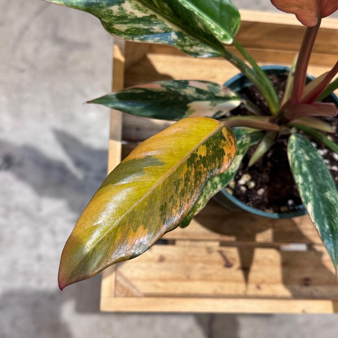 く*ま様 5 フィロデンドロン　キャラメルマーブル　斑入り観葉植物