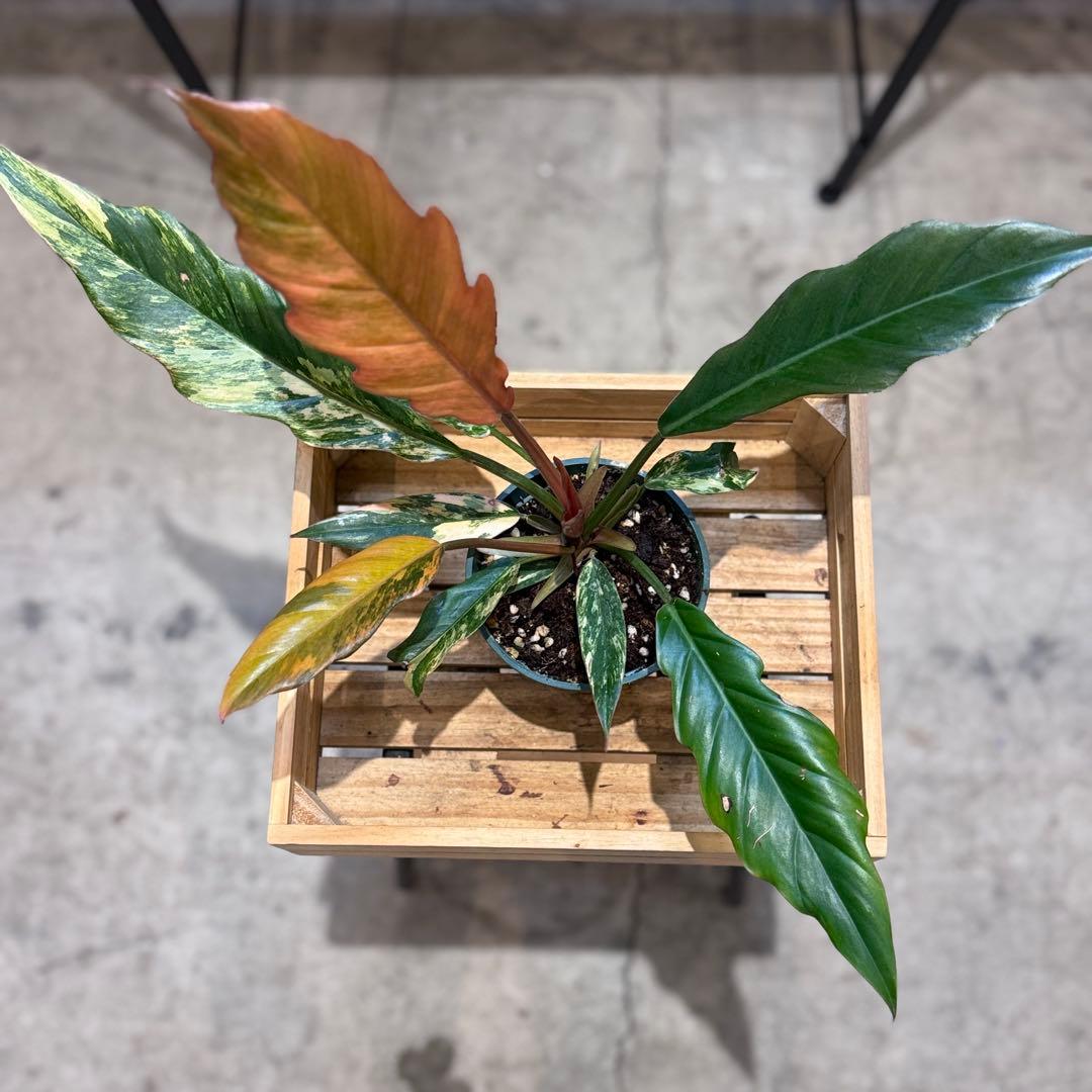 く*ま様 5 フィロデンドロン　キャラメルマーブル　斑入り観葉植物