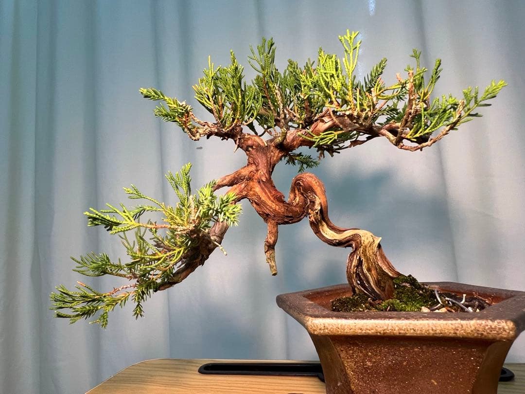 真柏　古木　鉢かっこいいです