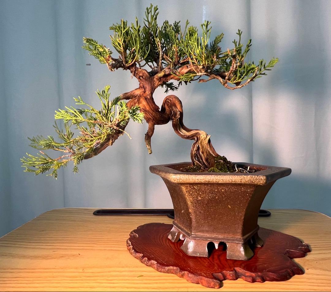 真柏　古木　鉢かっこいいです