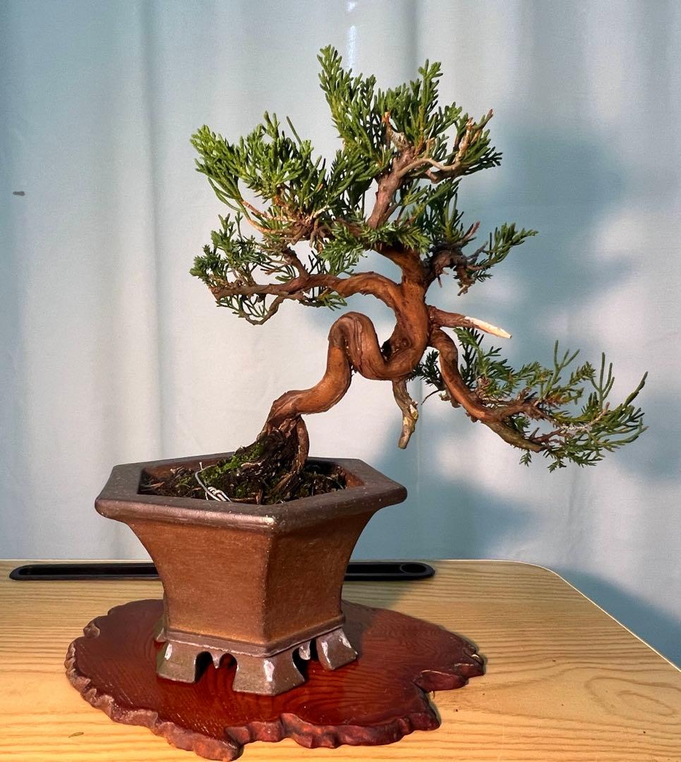 真柏　古木　鉢かっこいいです