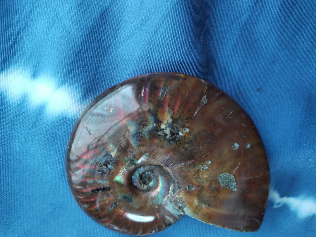 アンモナイト化石　Ammonite