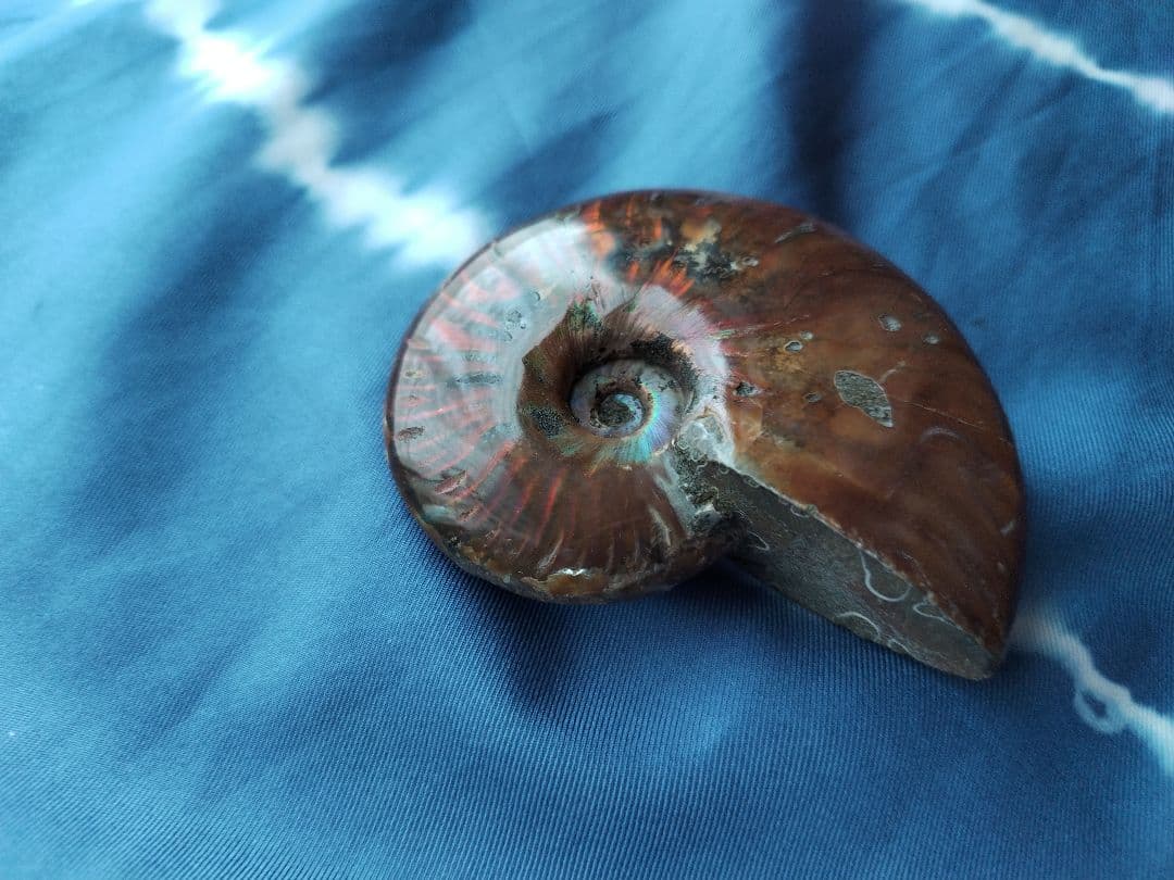 アンモナイト化石　Ammonite