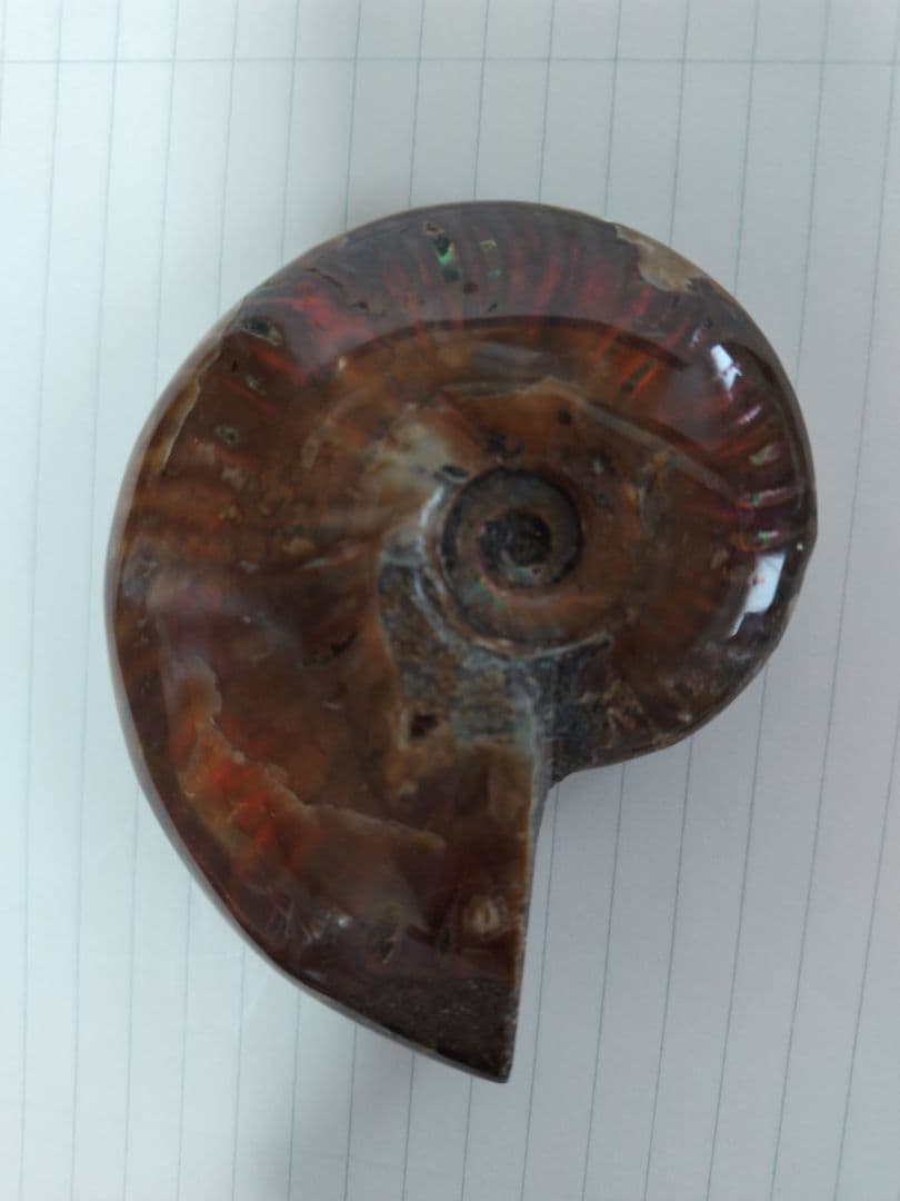 アンモナイト化石　Ammonite